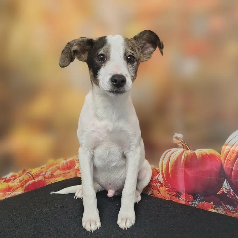 A baby medium-sized male Gray / Blue / Silver Australian Shepherd dog named Manny for adoption in Griswold, CT