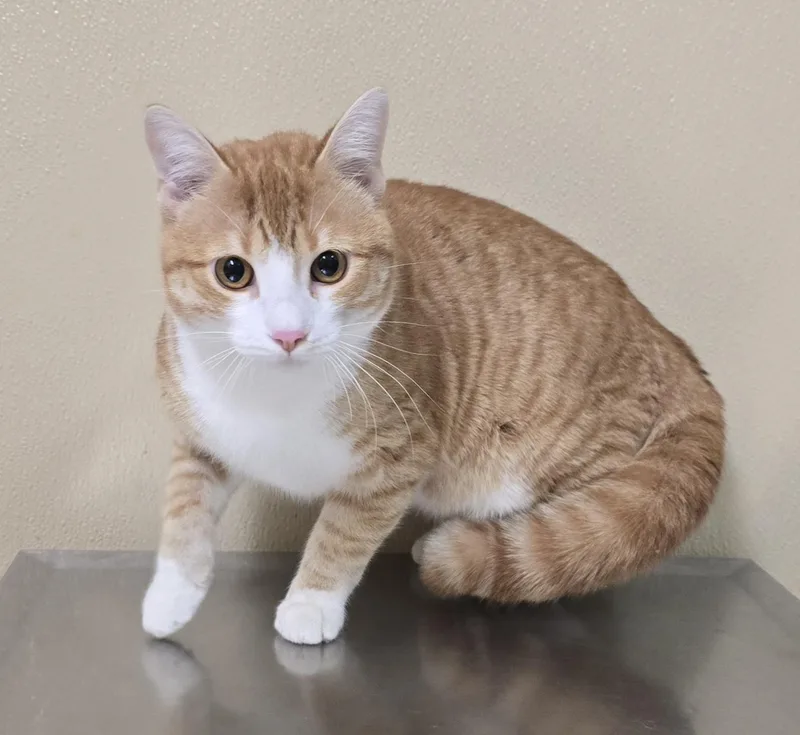 A young medium-sized male Domestic Short Hair cat named Ziggy for adoption in Brainerd, MN