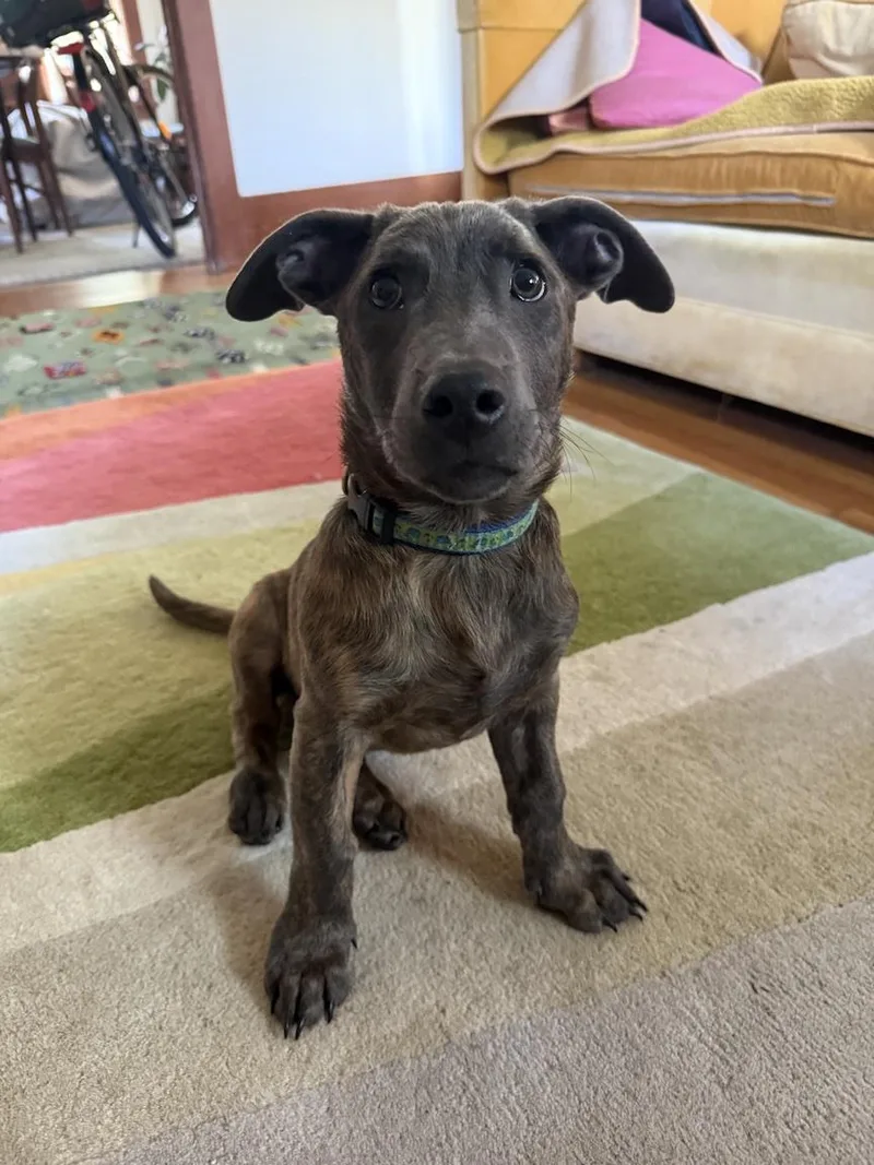 A baby medium-sized male Brindle Terrier dog named Liam for adoption in Redwood City, CA