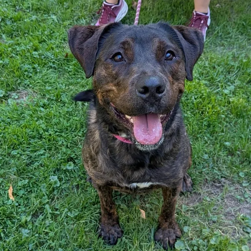An adult large-sized female Mixed Breed dog named Eva for adoption in Greenville, PA