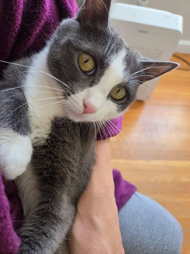 A young medium-sized female Gray & White Domestic Short Hair cat named Lil Bit for adoption in Enfield, CT