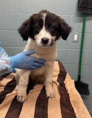A young large-sized female Great Pyrenees dog named Citronella for adoption in Kansas City, MO