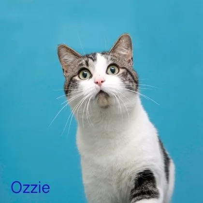 An adult medium-sized male Domestic Short Hair cat named Ozzie for adoption in Parma, OH