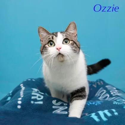 Ozzie thumbnail 2