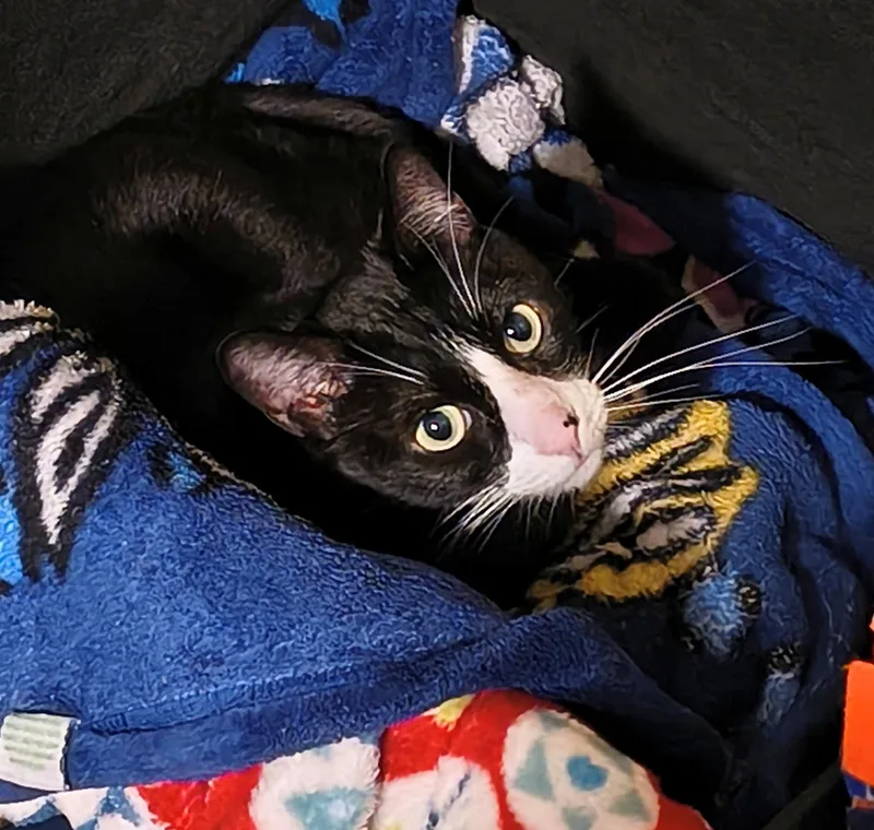 Valkyrie  Offered By