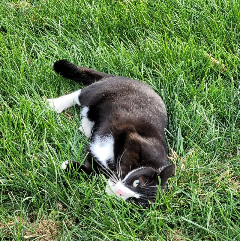 Valkyrie  Offered By thumbnail 2