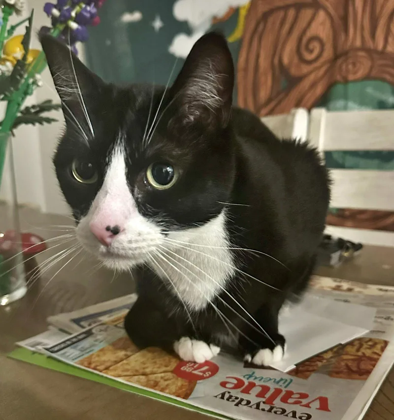 Valkyrie  Offered By thumbnail 3