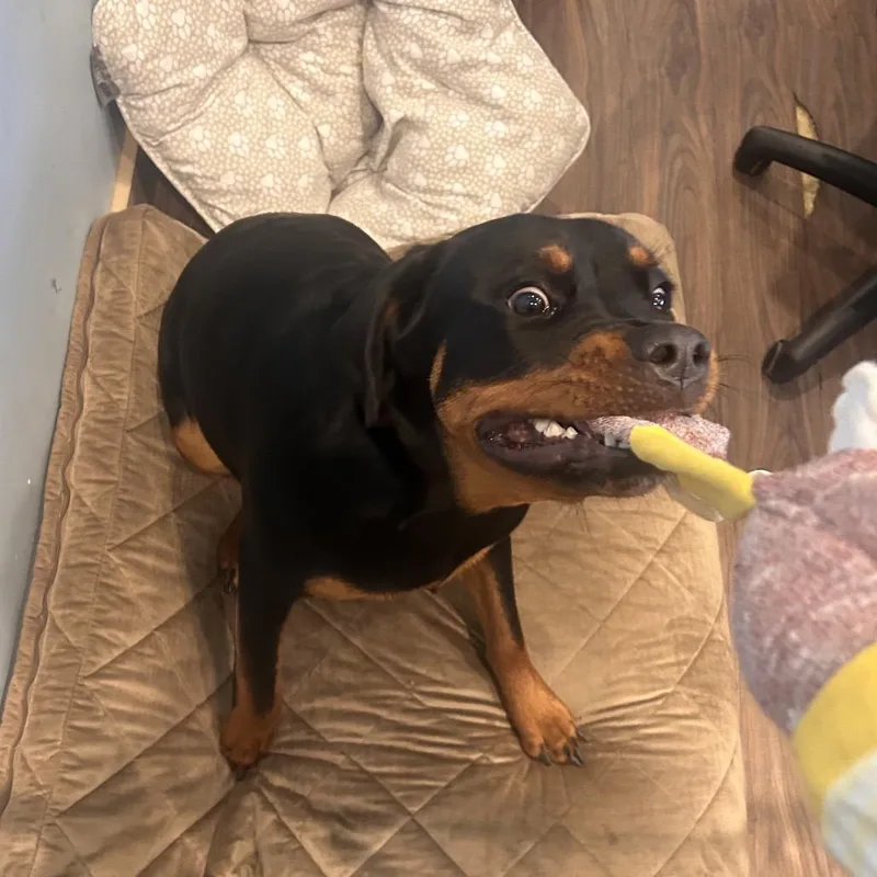 A young large-sized female Black Rottweiler dog named Pandora for adoption in LOXAHATCHEE, FL