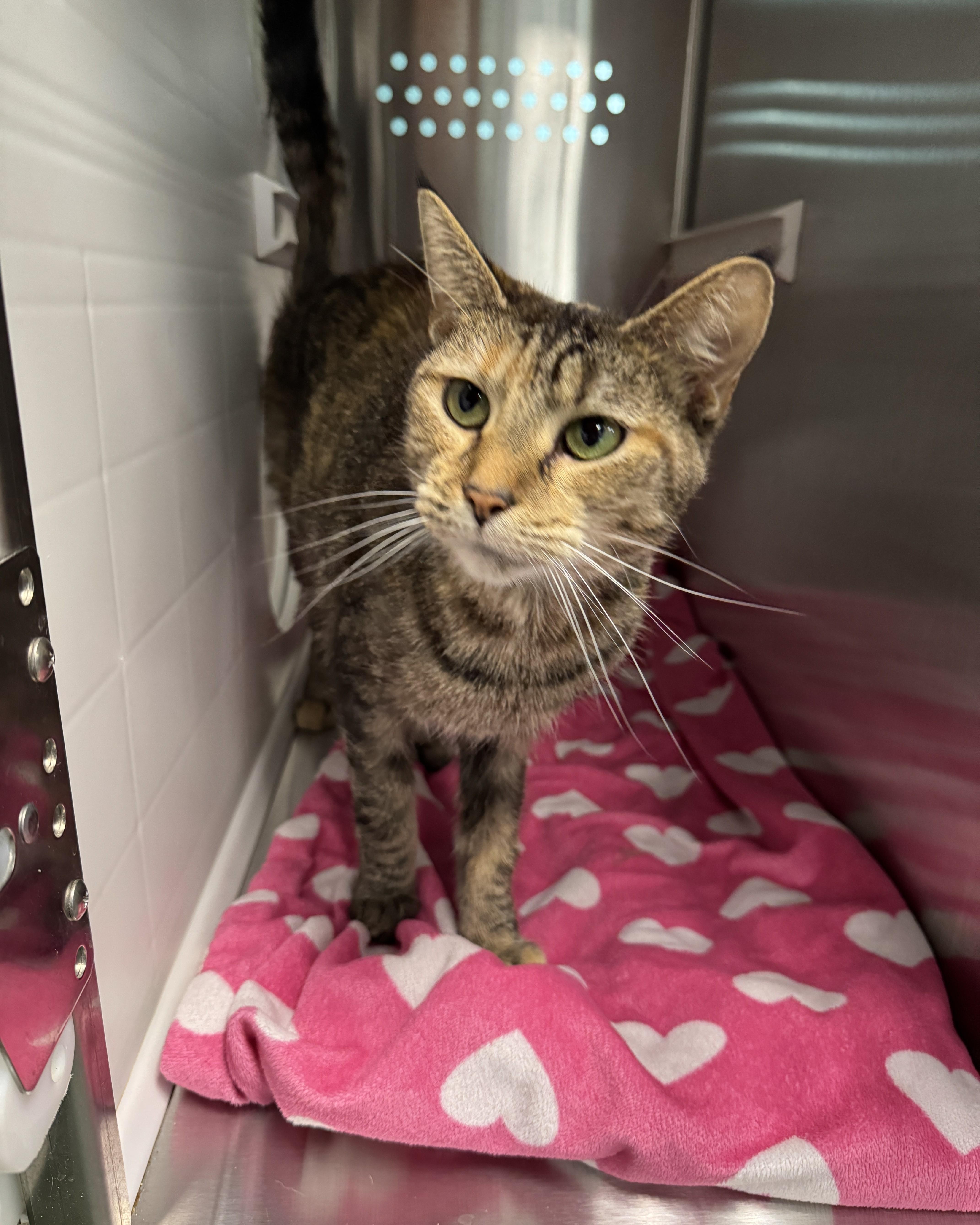 An adult medium-sized female Orange / Red Domestic Short Hair cat named Dawndi for adoption in Seneca, PA
