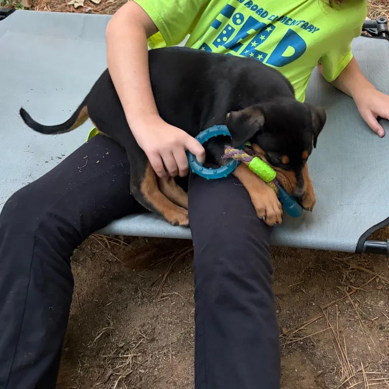 A baby small-sized male Black Hound dog named Bacon for adoption in Wake Forest, NC