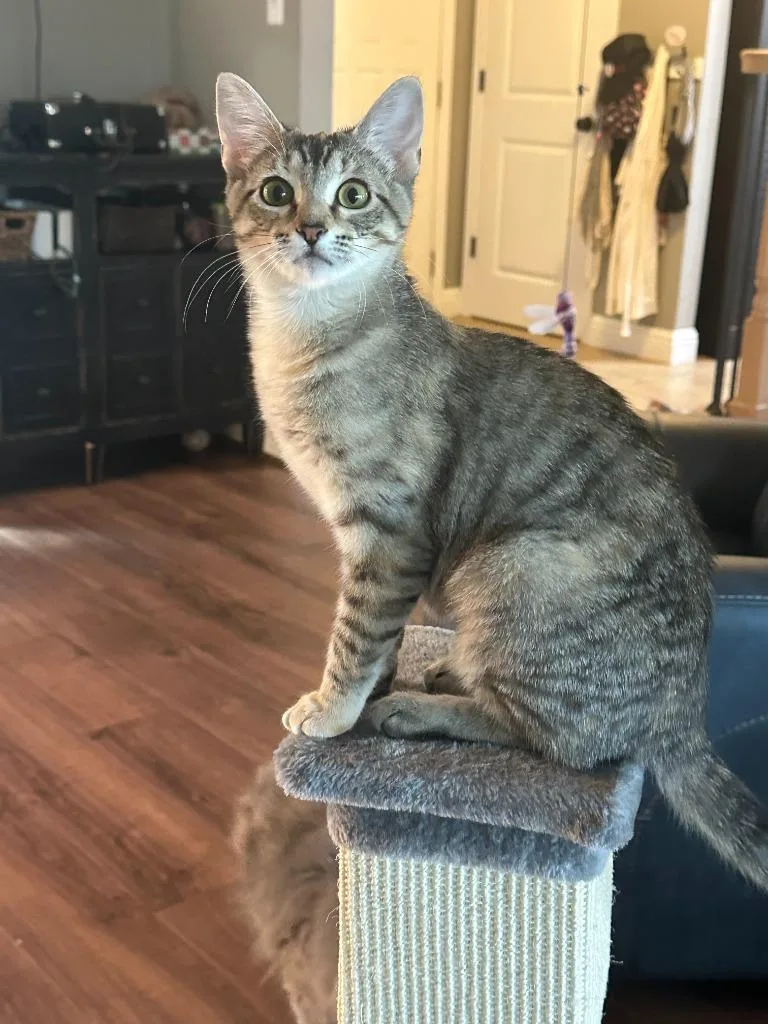 A baby small-sized female Domestic Short Hair cat named Joni Mitchell for adoption in Ballwin, MO