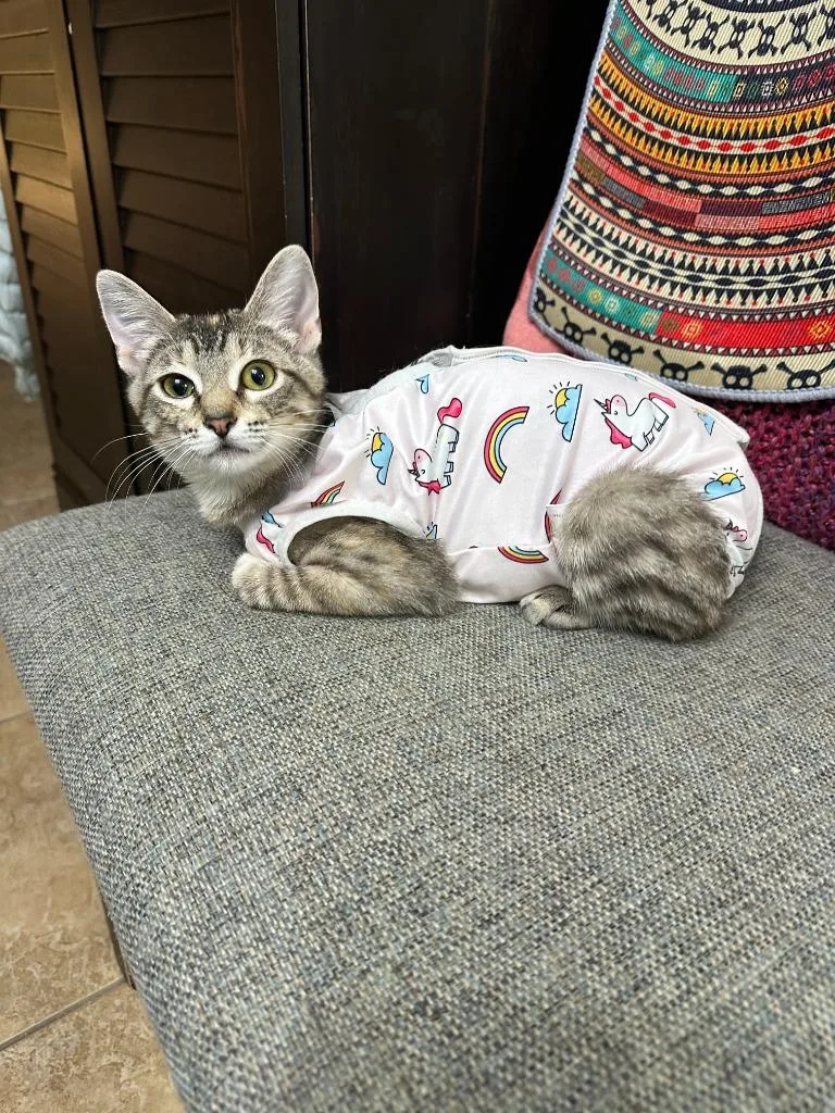 Joni Mitchell thumbnail 2