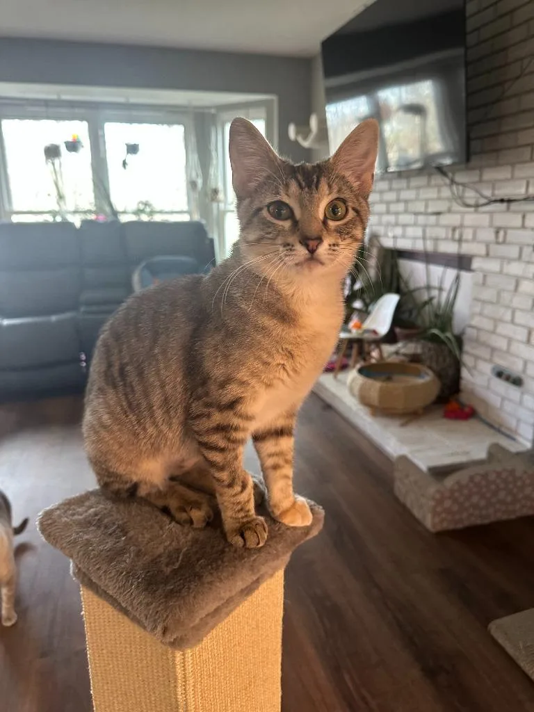 Joni Mitchell thumbnail 4