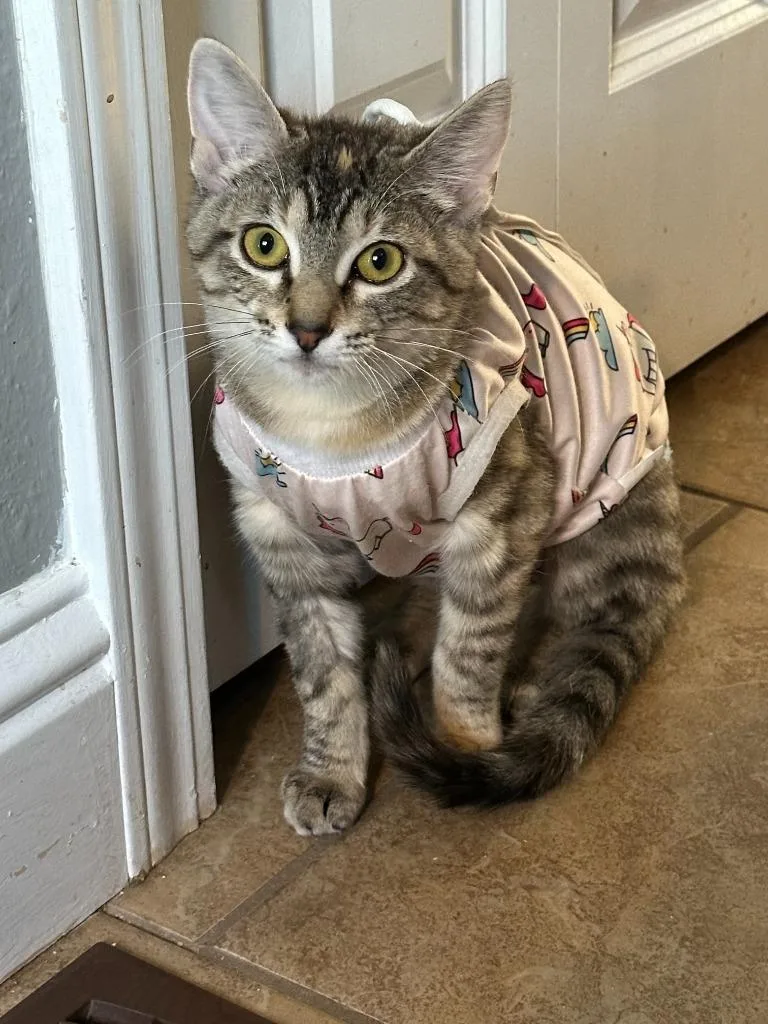 Joni Mitchell thumbnail 5