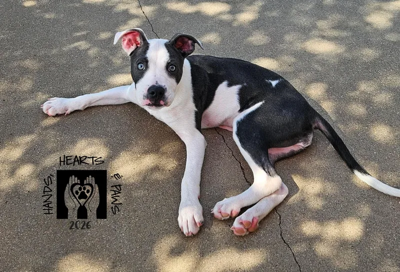 A baby medium-sized female Gray / Blue / Silver Pit Bull Terrier dog named Pepita for adoption in Omaha, NE