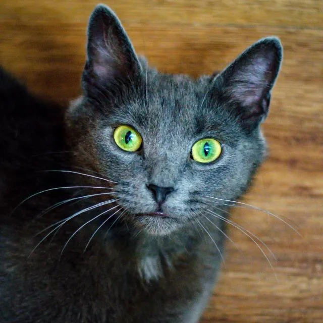 An adult medium-sized female Domestic Short Hair cat named Jami for adoption in Cincinnati, OH