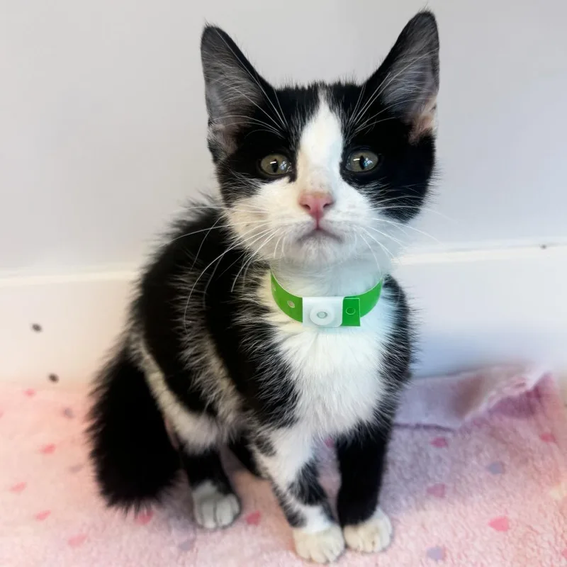 A baby small-sized male Black Domestic Short Hair cat named Tux for adoption in Fort Wayne, IN