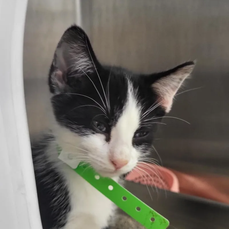 Tux thumbnail 2