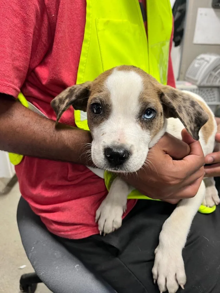 A baby small-sized male Terrier dog named Apple Jack for adoption in Hopkinsville, KY