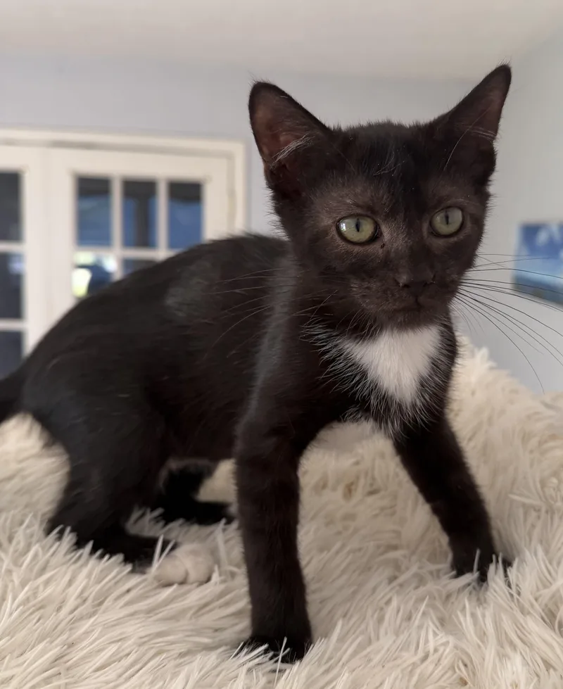 A baby medium-sized female Black & White / Tuxedo Domestic Short Hair cat named Howlite for adoption in Kirklin, IN