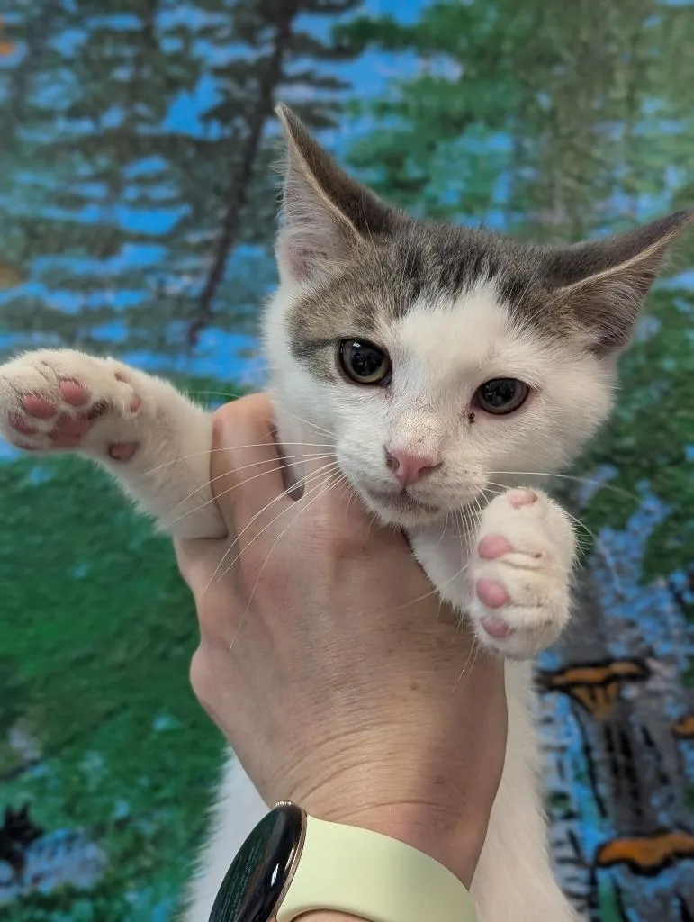 A baby small-sized male Domestic Short Hair cat named Linden for adoption in New Braunfels, TX