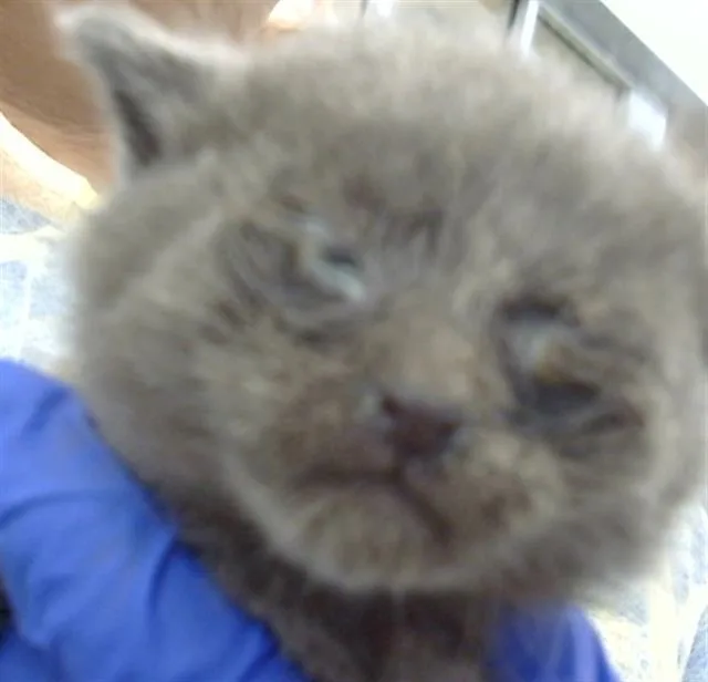 A baby medium-sized female Domestic Medium Hair cat named Begonia for adoption in Dallas, TX