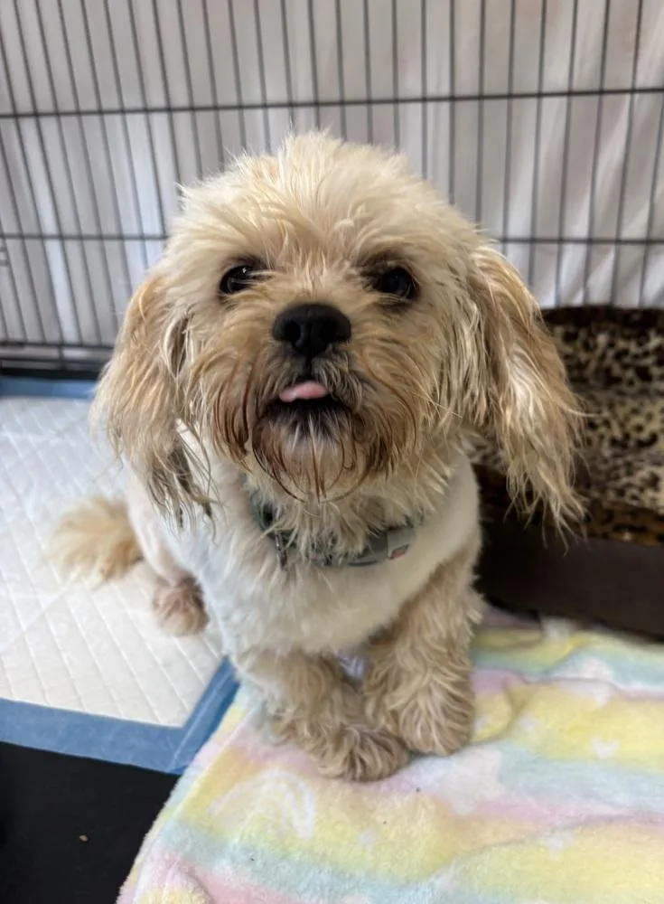An adult small-sized female Lhasa Apso dog named Bella for adoption in Rochester, IN