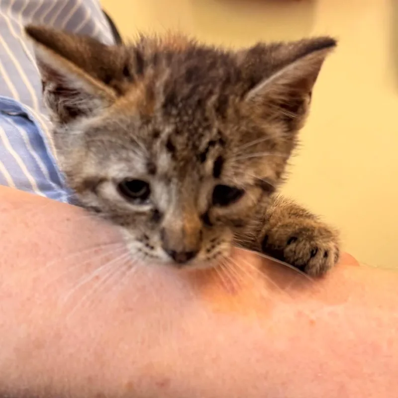 A baby small-sized female Domestic Short Hair cat named Dolly Parton for adoption in New Fairfield, CT