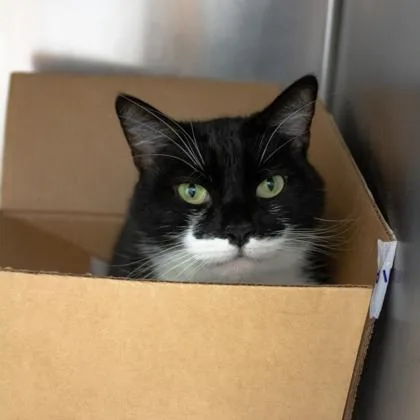 An adult small-sized female Black Domestic Short Hair cat named Mochi for adoption in Atlanta, GA