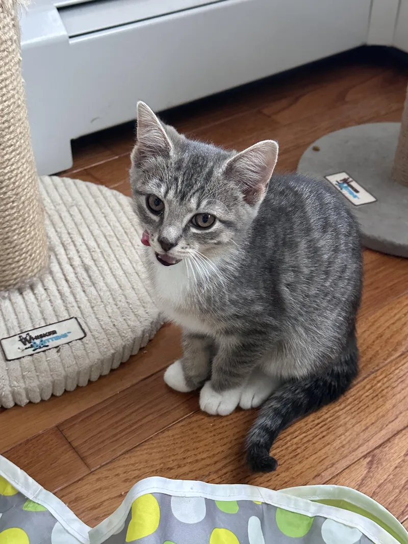 A baby small-sized female Tabby (Gray / Blue / Silver) Domestic Short Hair cat named Mina for adoption in New Britain, CT