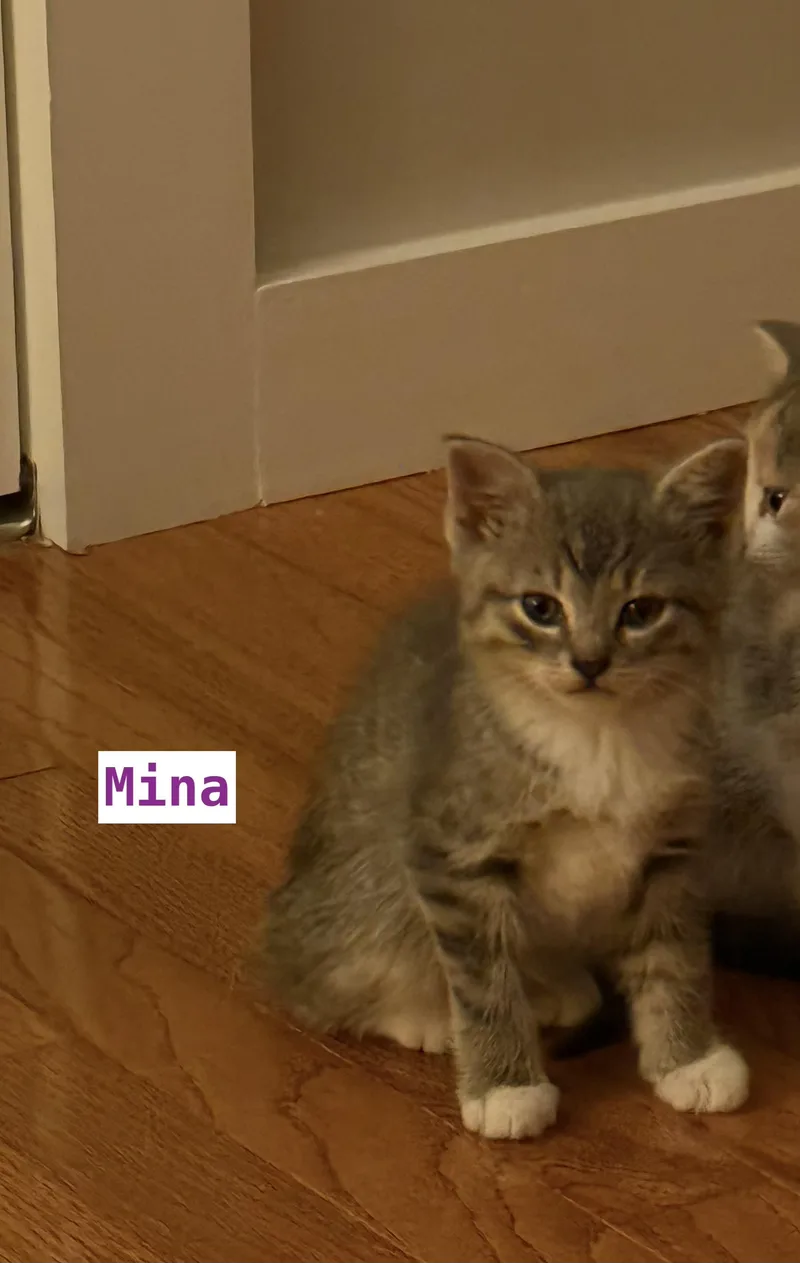 Mina thumbnail 3