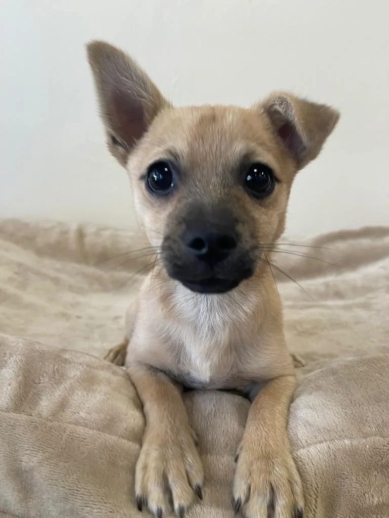 A baby small-sized male Mixed Breed dog named Cupe for adoption in Thousand Oaks, CA