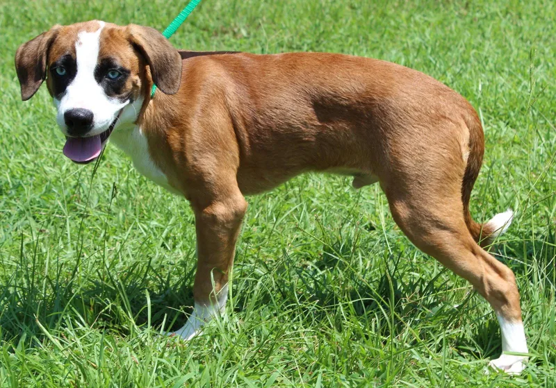 A baby medium-sized male Boxer dog named Zeno for adoption in Prattville, AL