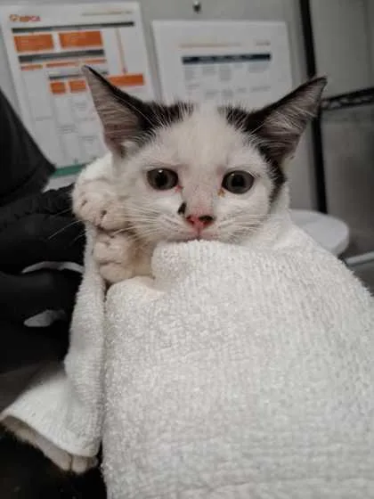 A baby small-sized female Domestic Short Hair cat named Pumpernickel for adoption in Sevierville, TN