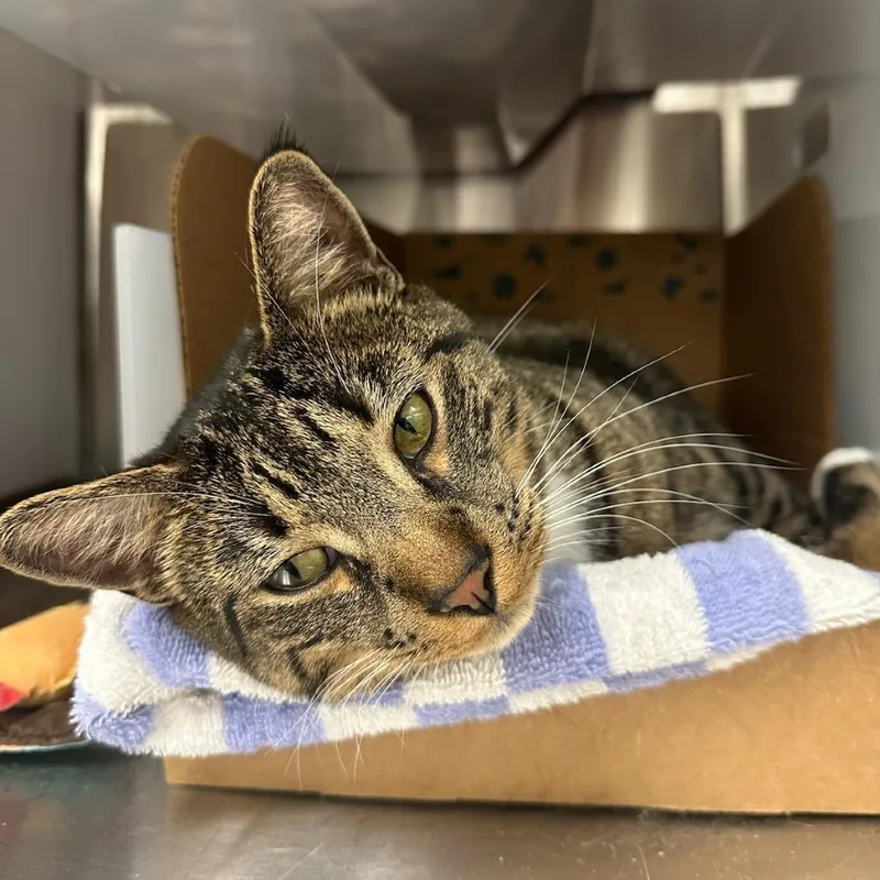 An adult extra large-sized male Brown / Chocolate Domestic Short Hair cat named Boots for adoption in Santa Barbara, CA