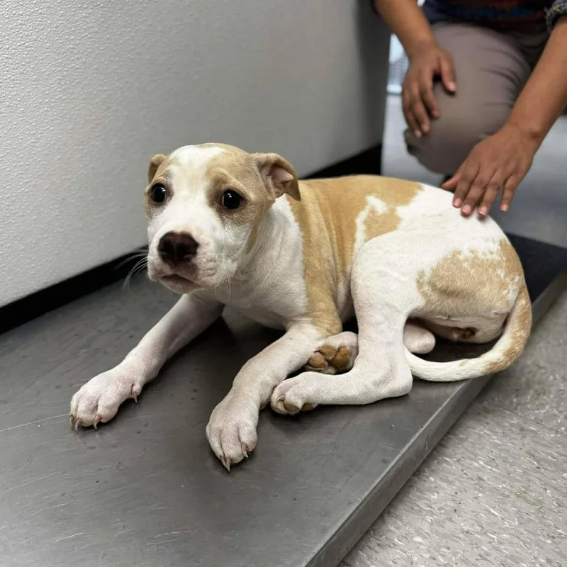 A young large-sized female White / Cream Mixed Breed dog named Nelli for adoption in Leander, TX