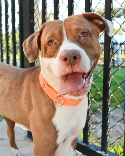 An adult large-sized male American Staffordshire Terrier dog named Alton for adoption in Fort Lauderdale, FL