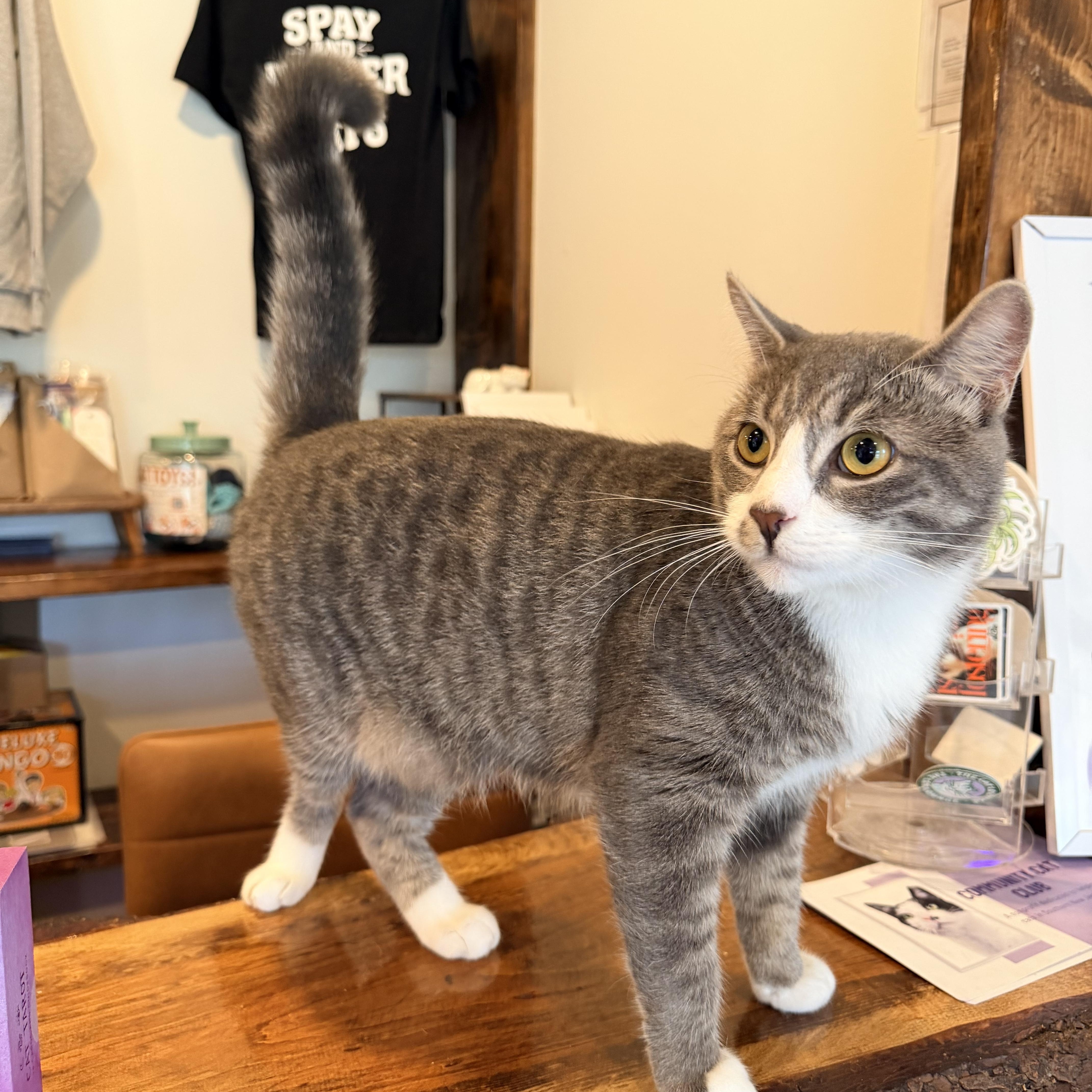 An adult medium-sized male Tabby (Gray / Blue / Silver) Domestic Short Hair cat named Ozzy for adoption in Bellmawr, NJ