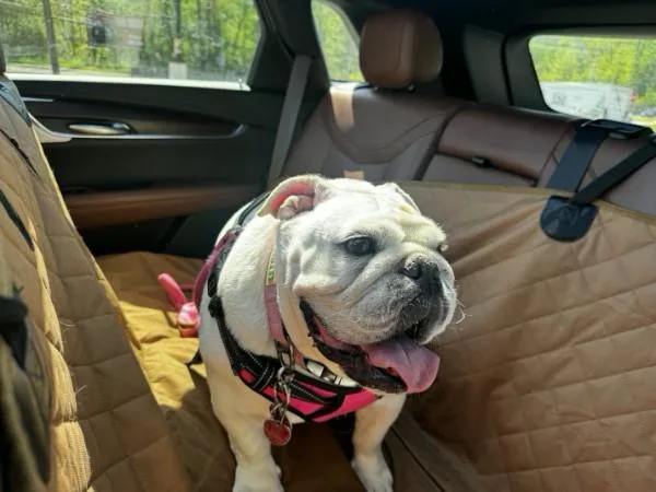 An adult small-sized female Bulldog dog named Sophie for adoption in Fairfield, NJ