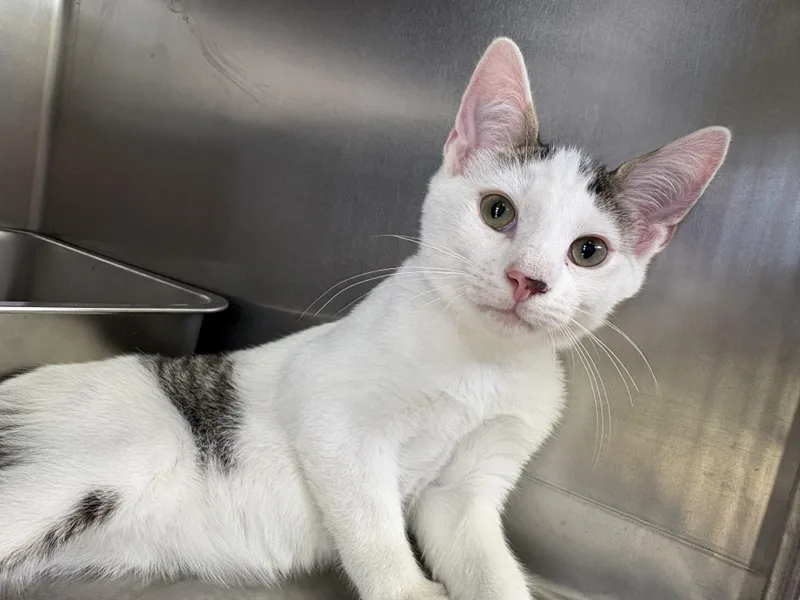 A baby medium-sized male White Domestic Short Hair cat named Ralph for adoption in Wantagh, NY