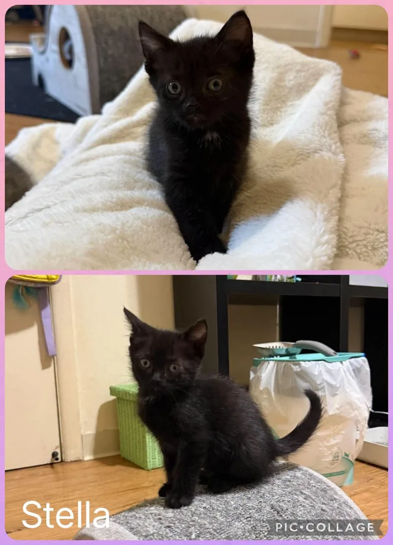 A baby small-sized female Black Domestic Short Hair cat named Stella for adoption in Newberg, OR