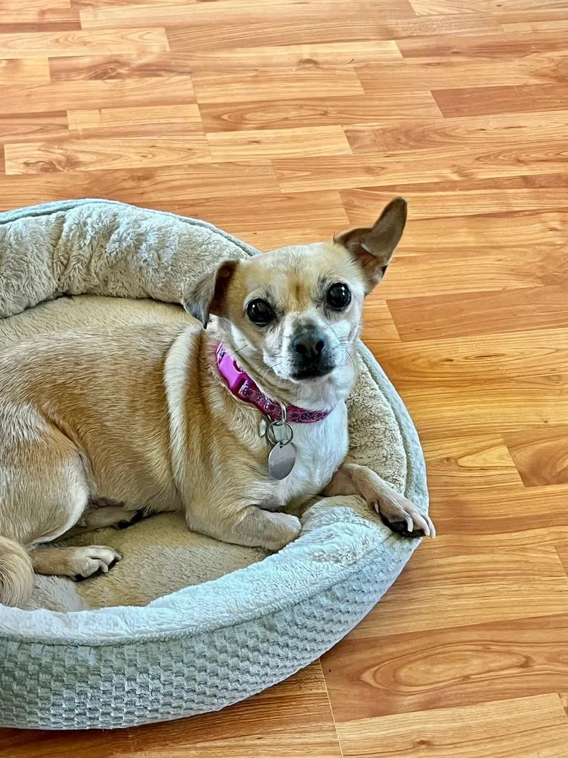An adult small-sized female Pug dog named Rosie for adoption in Yakima, WA
