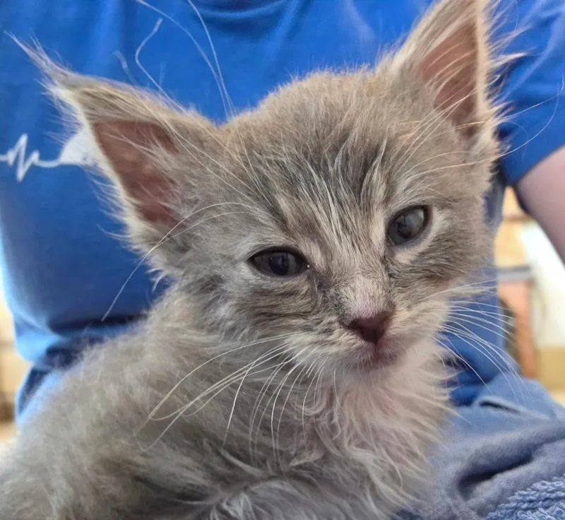 A baby small-sized male Domestic Medium Hair cat named Lazarus for adoption in Gold Beach, OR