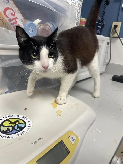 A young medium-sized male Domestic Short Hair cat named Calcifer for adoption in Santa Cruz, CA