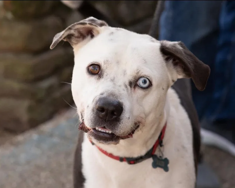 A young medium-sized male Dalmatian dog named Casper for adoption in Southaven, MS