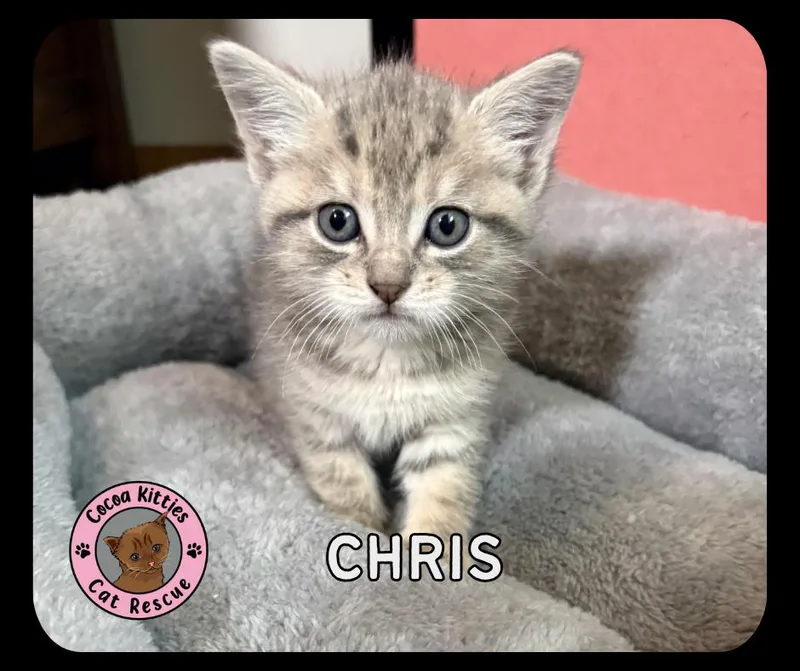 A baby small-sized male Domestic Short Hair cat named Chris for adoption in Hershey, PA