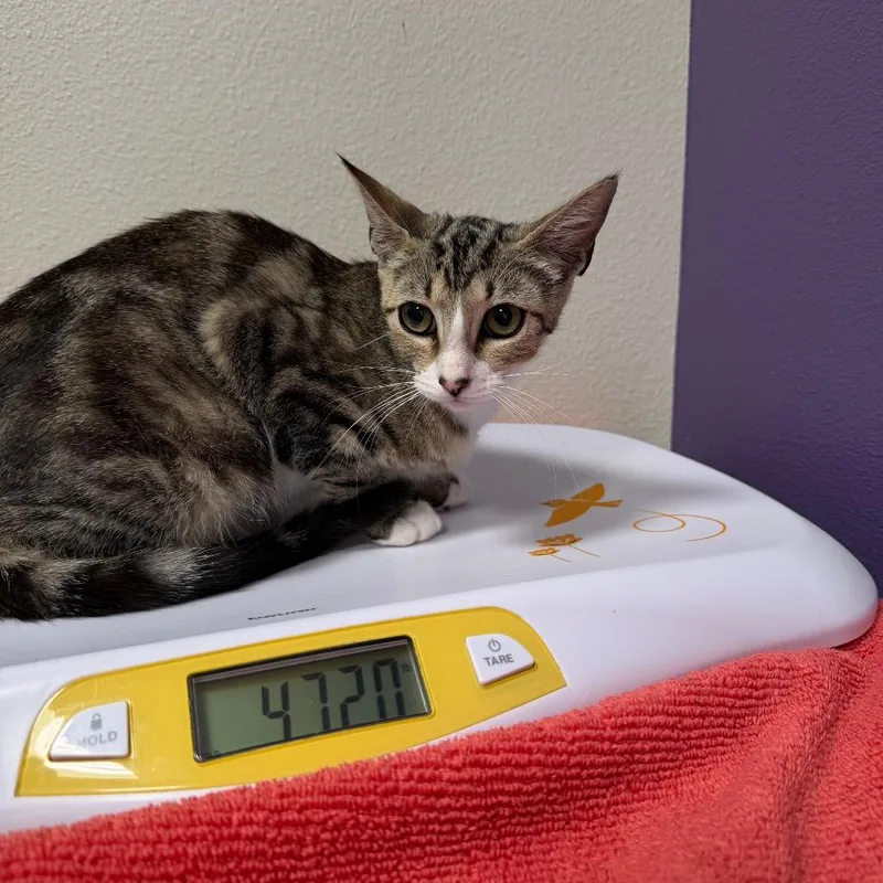 An adult small-sized female Brown / Chocolate Domestic Short Hair cat named Lily for adoption in Englewood, FL