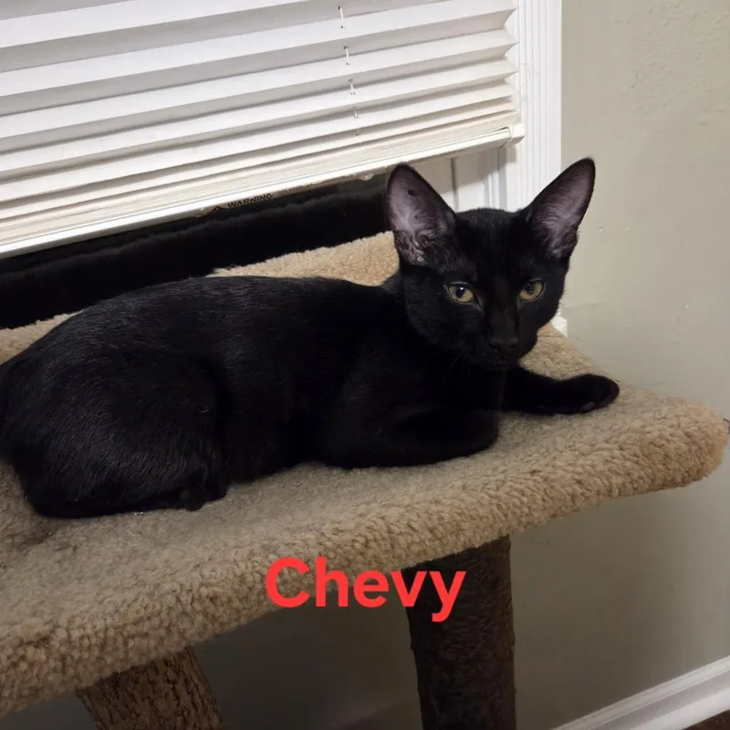 Chevy