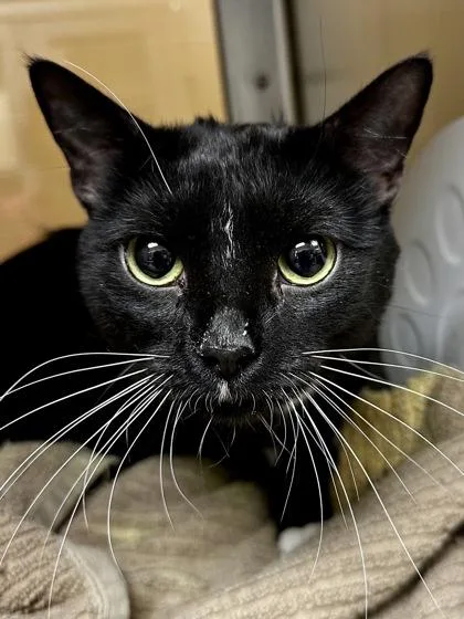 An adult large-sized male Black Domestic Short Hair cat named Timothy for adoption in Wichita, KS