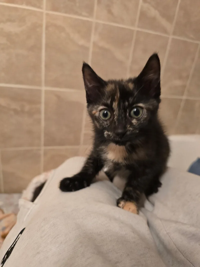 A baby small-sized female Domestic Short Hair cat named Ruby for adoption in Delray Beach, FL